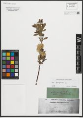 Foto von Salix purpurea L.
